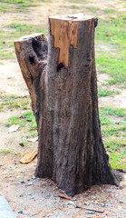 Fototapeta na wymiar stump