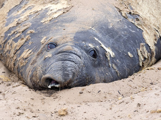 the big male South Elephant Seal, Mirounga leonina relax on the beach, Carcass, Falkland-Malvinas