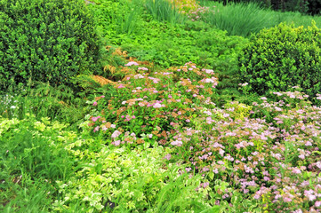 Spiraea japonica spring flower