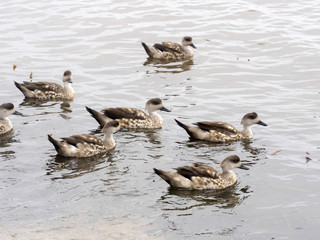 Crested Duck, Lophonetta specularoides, on the beach, Carcass, Falkland-Malvinas