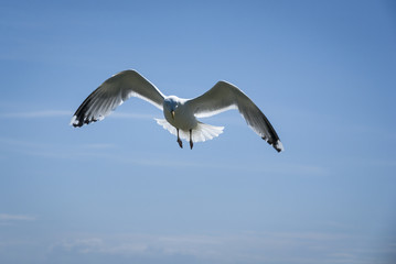 Common Gull, Larus cans on the isle of Tiree, Scotland