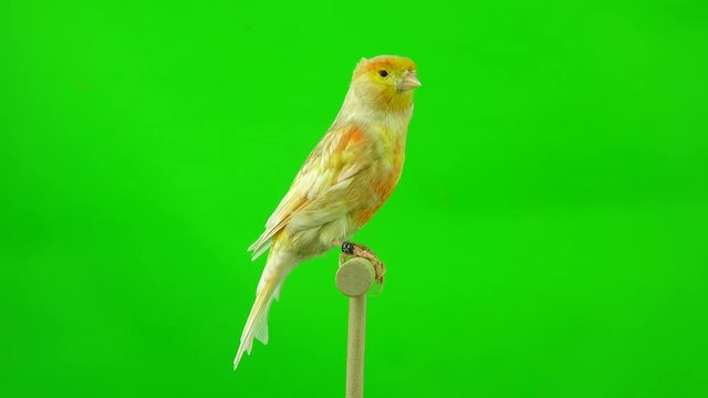 canary  is isolated on the green screen