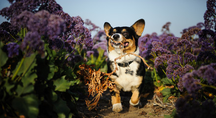 Fototapeta premium Welsh Pembroke Corgi playing in field of purple spring flowers