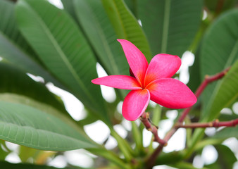 Plumeria, Frangipani, Temple Tree