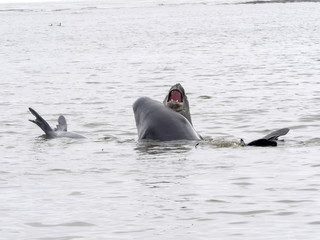 Fototapeta premium South Male Elephant Seal, Mirounga leonina rehearse fight for females, Carcass, Falkland-Malvinas