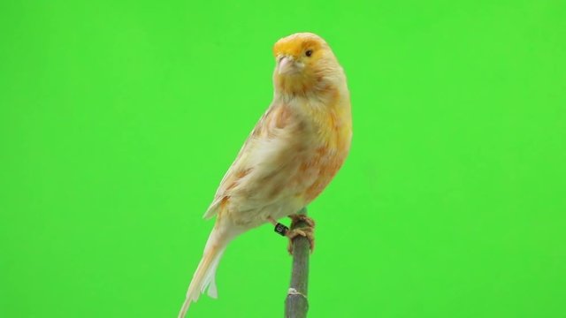 canary  is isolated on the green screen