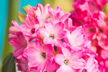 Fresh vibrant pink hyacinths on the blue wooden background