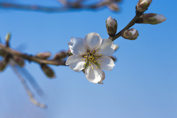 Blooming flowers on the branches of fruit trees in the garden in the spring.