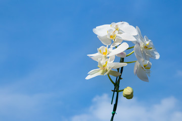 romantic branch of white orchid on blue sky background