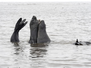 South Male Elephant Seal, Mirounga leonina rehearse fight for females, Carcass, Falkland-Malvinas