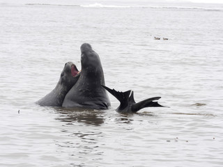 South Male Elephant Seal, Mirounga leonina rehearse fight for females, Carcass, Falkland-Malvinas