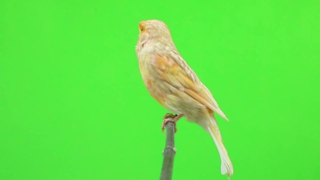 canary  is isolated on the green screen