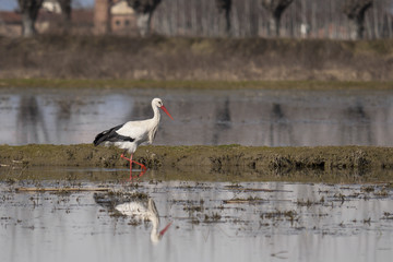 white stork walking in the pond
