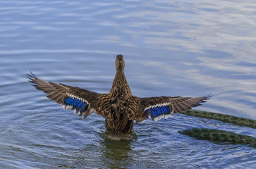 Mallard Ducks