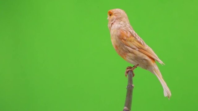 canary  is isolated on the green screen