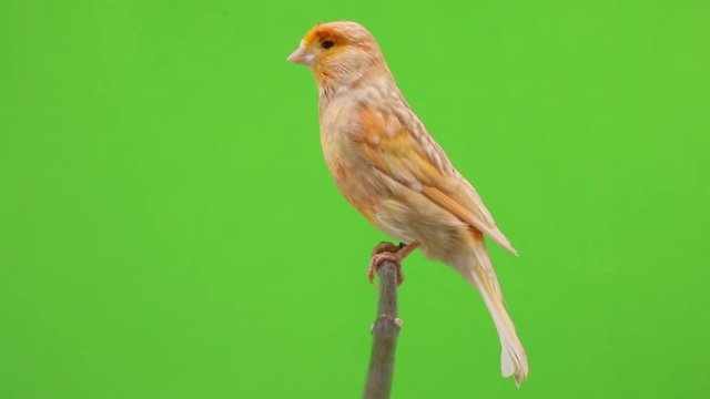 canary  is isolated on the green screen