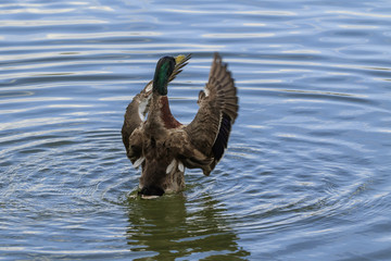 Mallard Ducks
