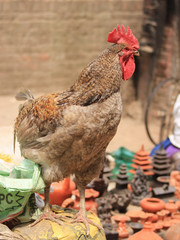 Red cock on the Nepal market on the background of souvenirs