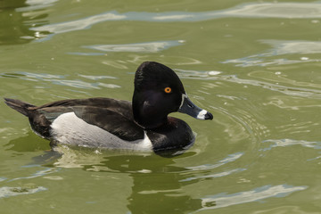 Ring-necked Duck