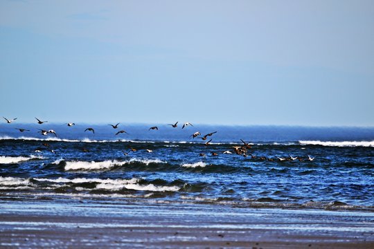 Vogelschwarm am Ozean