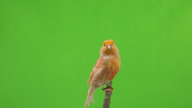 canary  is isolated on the green screen