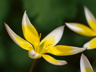 kleine Tulpe, weiß gelbe Tulpe, close-up blume