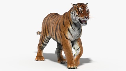 Tiger Amur (3D)