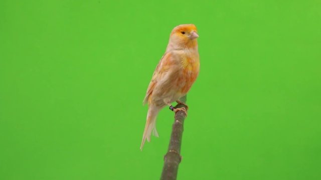 canary  is isolated on the green screen