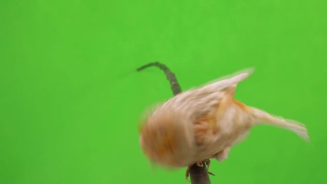 canary  is isolated on the green screen