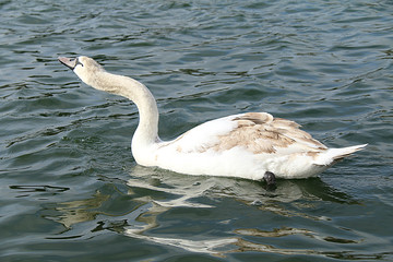 swan