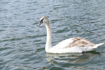 swan