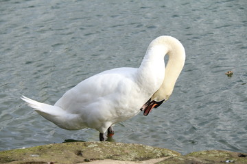 swan