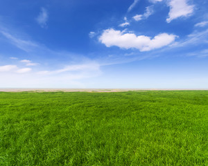 Spring, grassland,