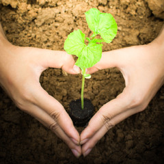 Heart and Hands protecting green plants with sunset ( vintage style)