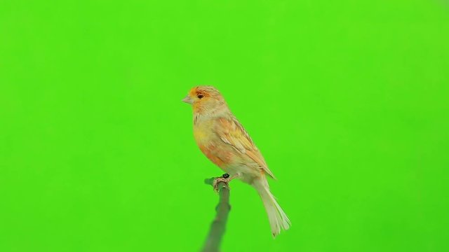 canary  is isolated on the green screen