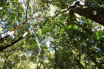 Tropical forest,The forests are abundant, Many kinds of trees in Kew Mae Pan Nature Trail, Doi Inthanon National Park, the highest point in Thailand