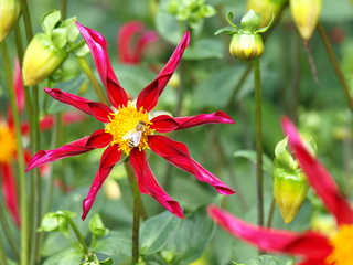 dahlien von verschiedenen formen, farben, arten, aussehen