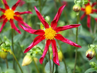 dahlien von verschiedenen formen, farben, arten, aussehen