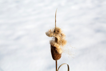 Reed in winter season on the frozen snow. Cane fluffy ready to scatter the seeds in the spring. Nature Early springtime in the wilderness comes gently. The  sedge is similar to the Eskimo ice cream. © maestrovideo