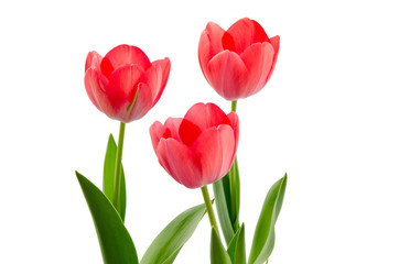 Fototapeta premium Rote Tulpen