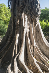 Sevilla (Andalucia, Spain): old big tree