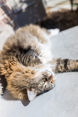 Fluffy, large cat lying on back stretching outside