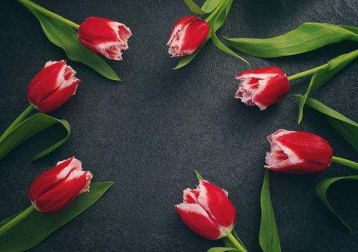 Red tulips against a dark background with space for the text. Festive flower background by a Mother's Day or other celebration. Top view