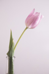 Tulip in a vase