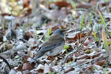 地面のシロハラ