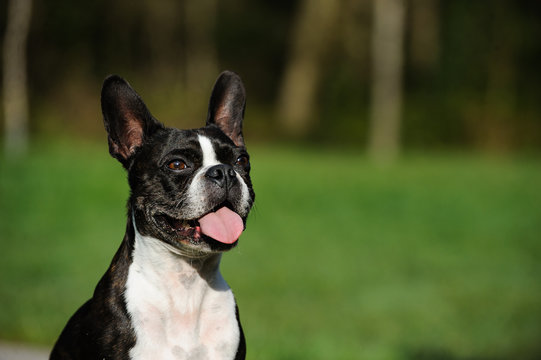 Boston Terrier dog portrait with tongue out against green grass and trees