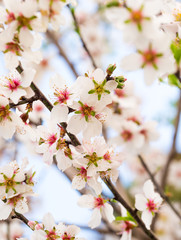 Flowering sweet almond tree