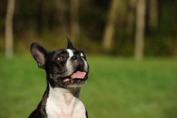 Boston Terrier dog head shot against green grass and trees