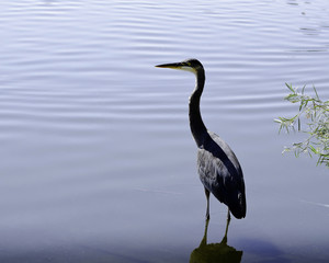 Great Blue Heron (Ardea herodias), Sepulveda Basin Wildlife Reserve, Van Nuys, CA, USA.