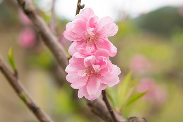 Pink blossom
